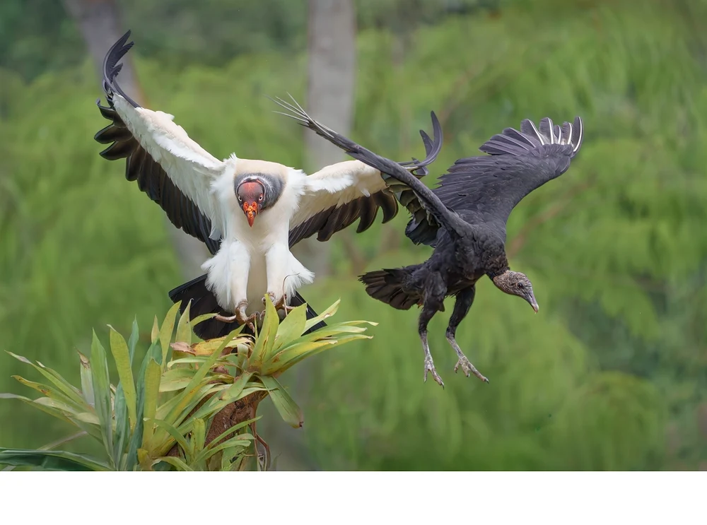 'KingVulture [2] (26137542) A King flies to a perch displacing a black vulture. The 7.5 lb King dominates smaller vultures, like